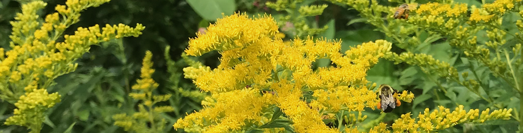 Decorative image of honey bees with full pollen jackets working on bright goldenrod in full bloom.