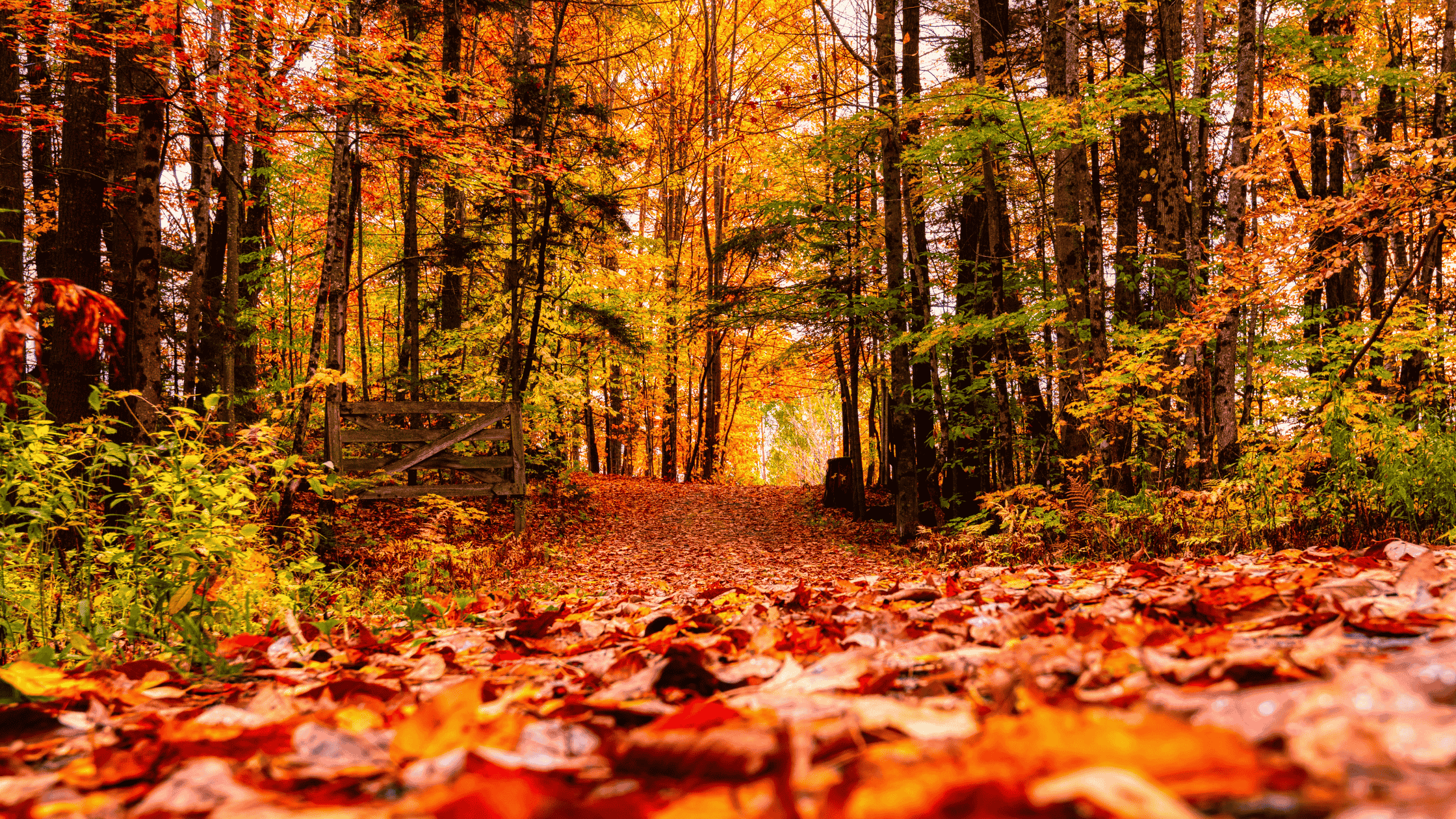 Welcome Into My Home - And My Fall Reset