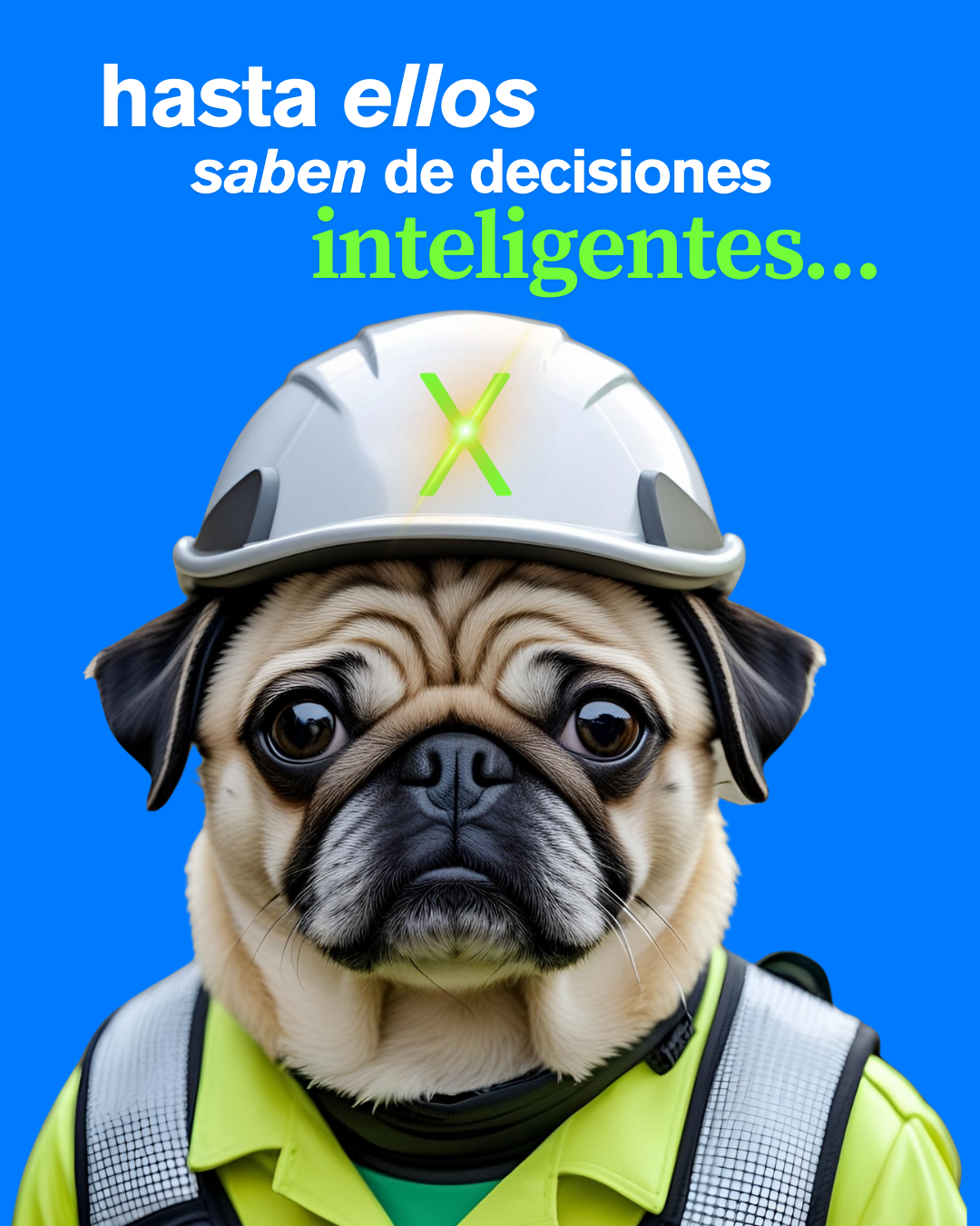 Perro Pug Mascota - Next - Energía Solar - Instalación de Paneles Solares - Soluciones Inteligentes