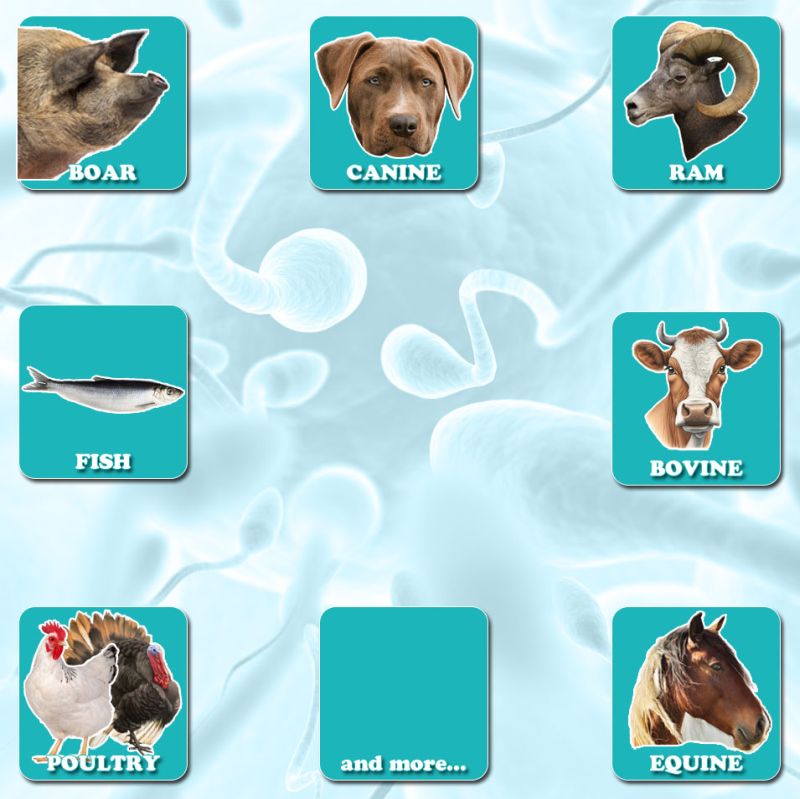 Mobile semen analyser compatible species from www.ongovettech.com
