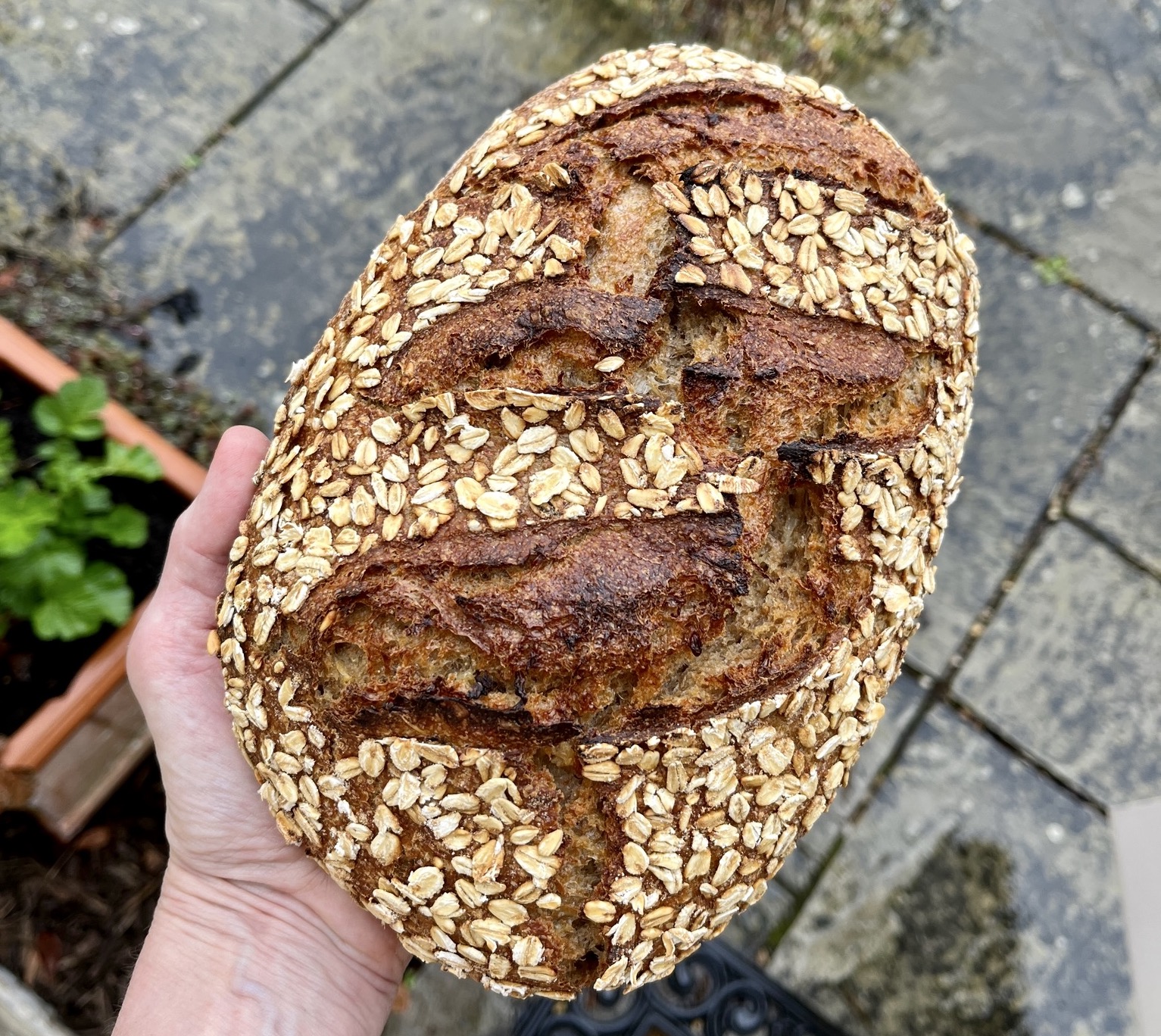 Loaf of Honey and Oat Porridge sourdough bread in batard shape