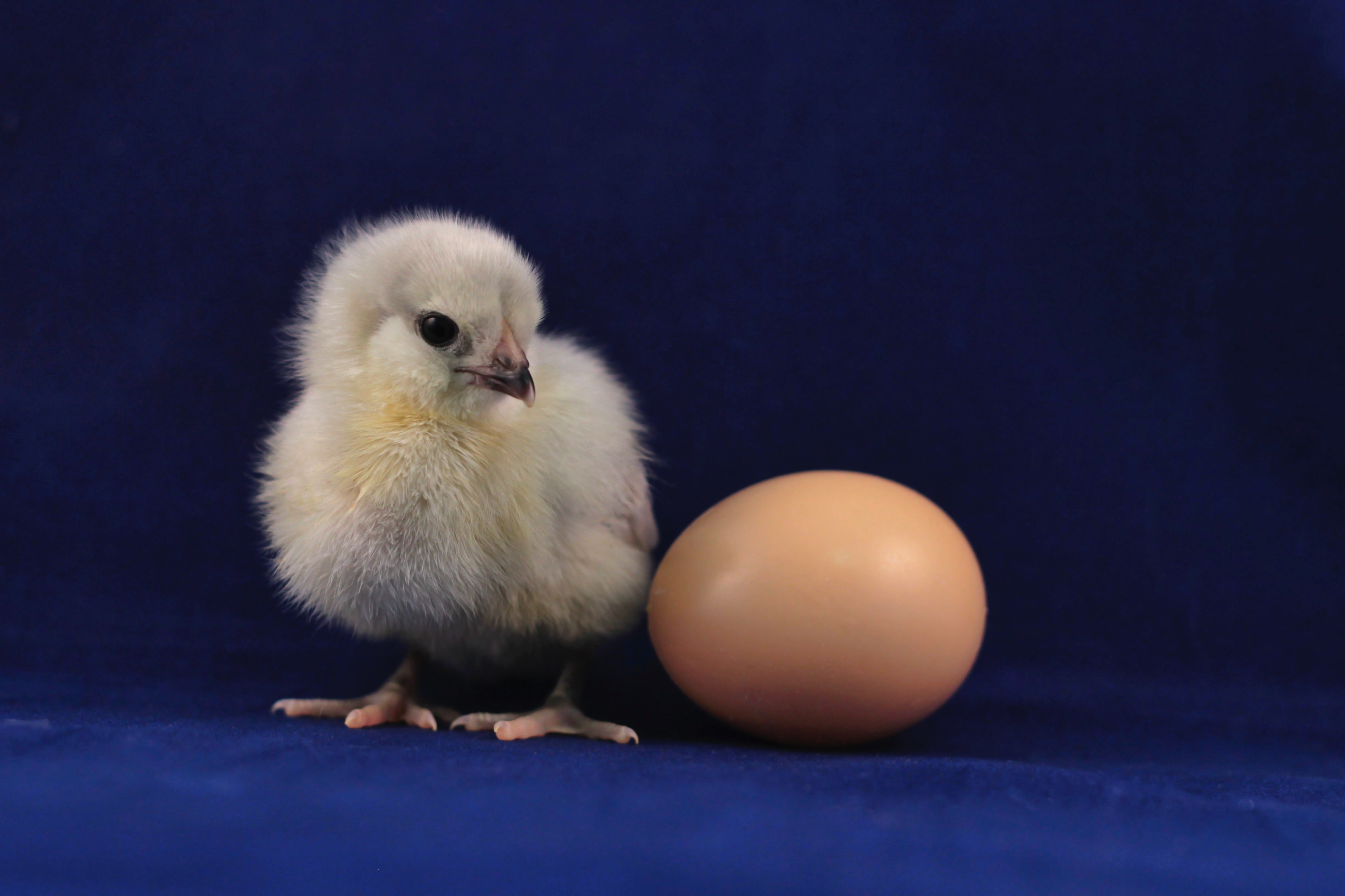 The chicken and egg dilemma in Horizon Europe