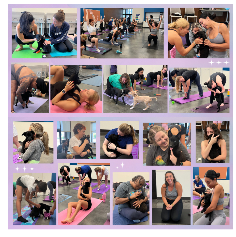 collage of photos from puppy yoga with Lifeline Animal Project