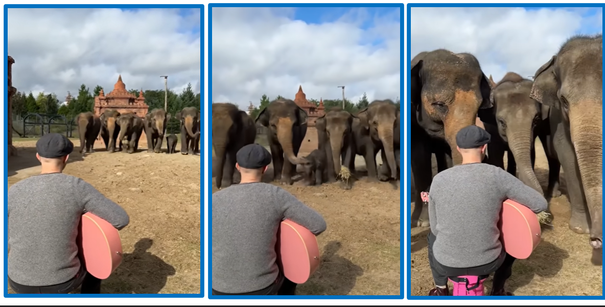 Les Animaux Aiment la Musique