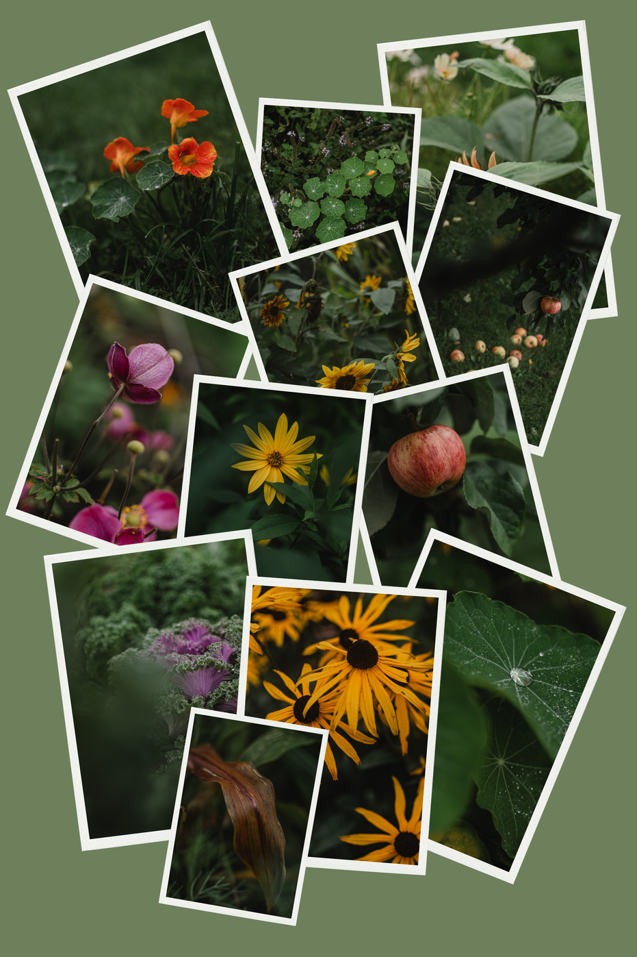 Slow Garden Stories FREE mini collection of autumn garden photos – pen pals exclusive!