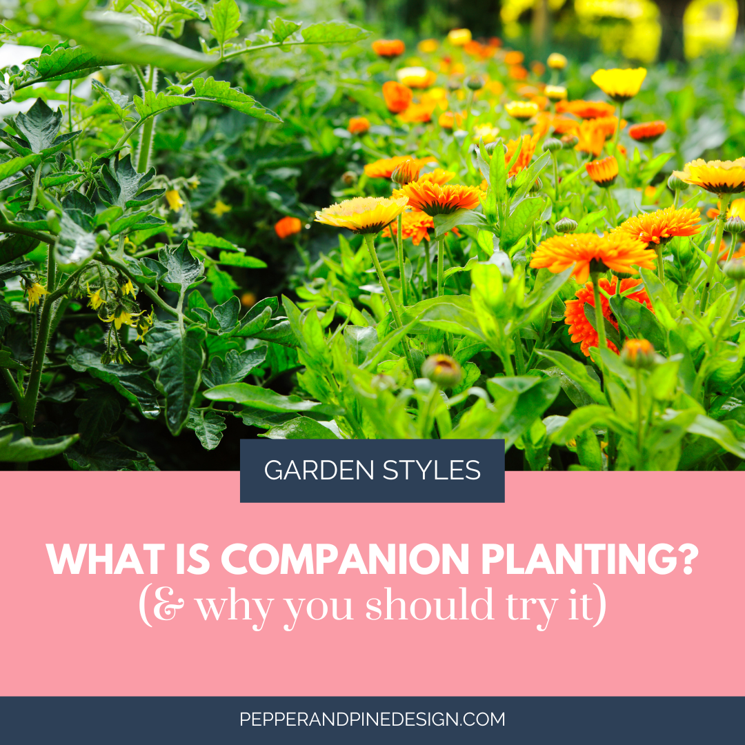 What is Companion Planting (& why you should try it)