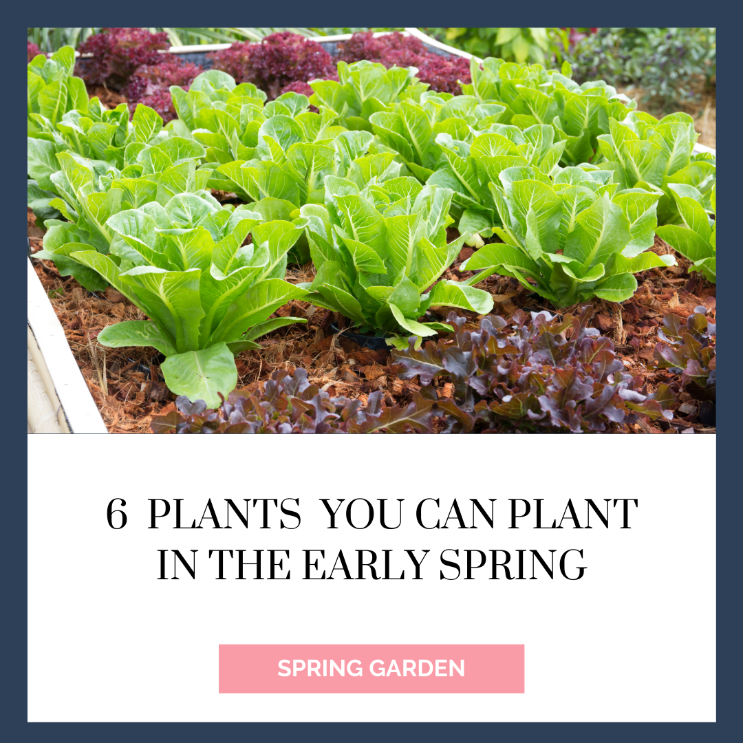 6 Plants You Can Plant in the Early Spring