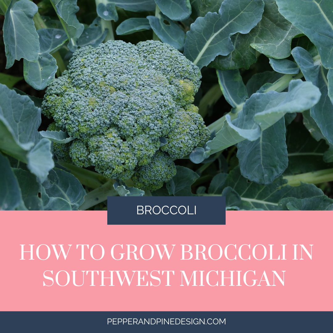 How to Grow Broccoli in SW Michigan