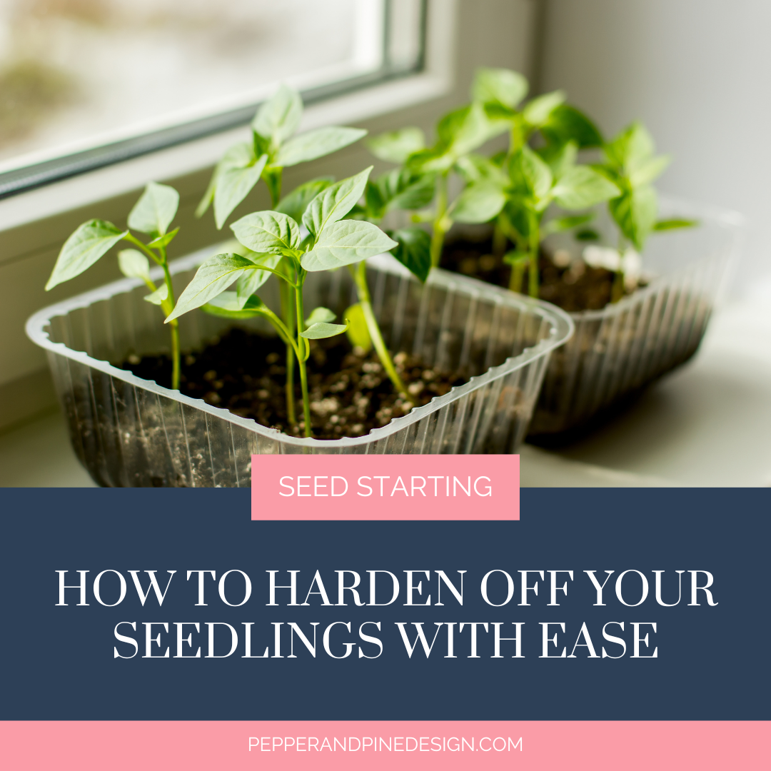 How to Harden Off Your Seedlings with Ease