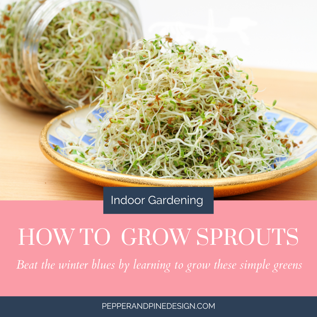 Beat the Winter Blues & Grow Some Sprouts