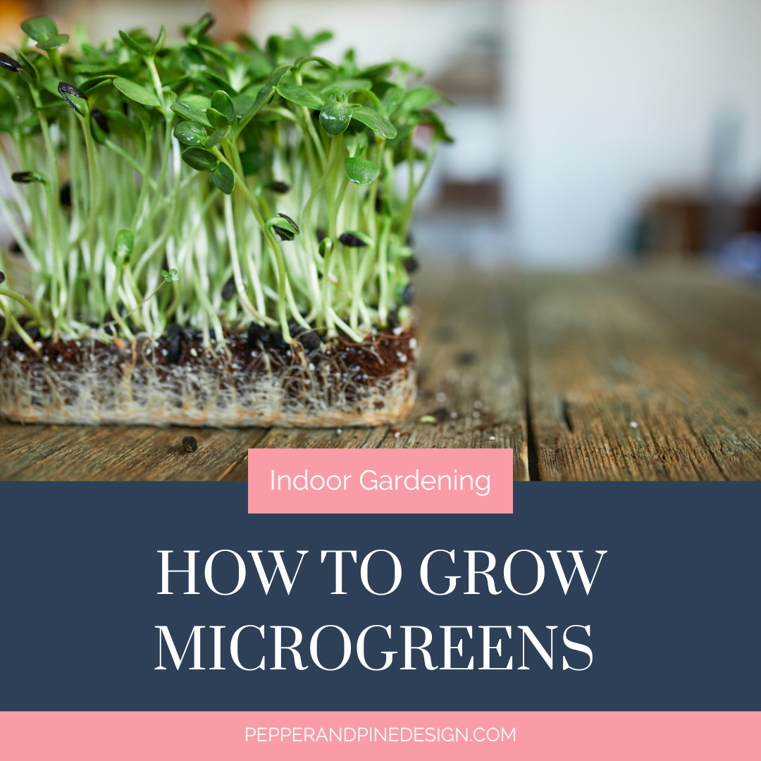 Skip the Grocery Store & Grow Some Microgreens