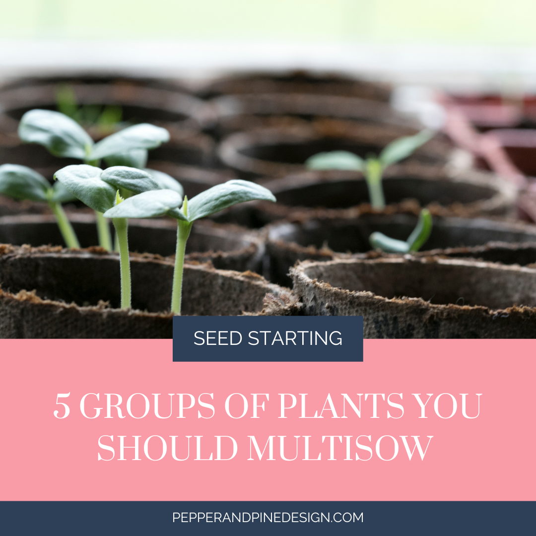 5 Groups of Plants You Should Consider Multi-Sowing