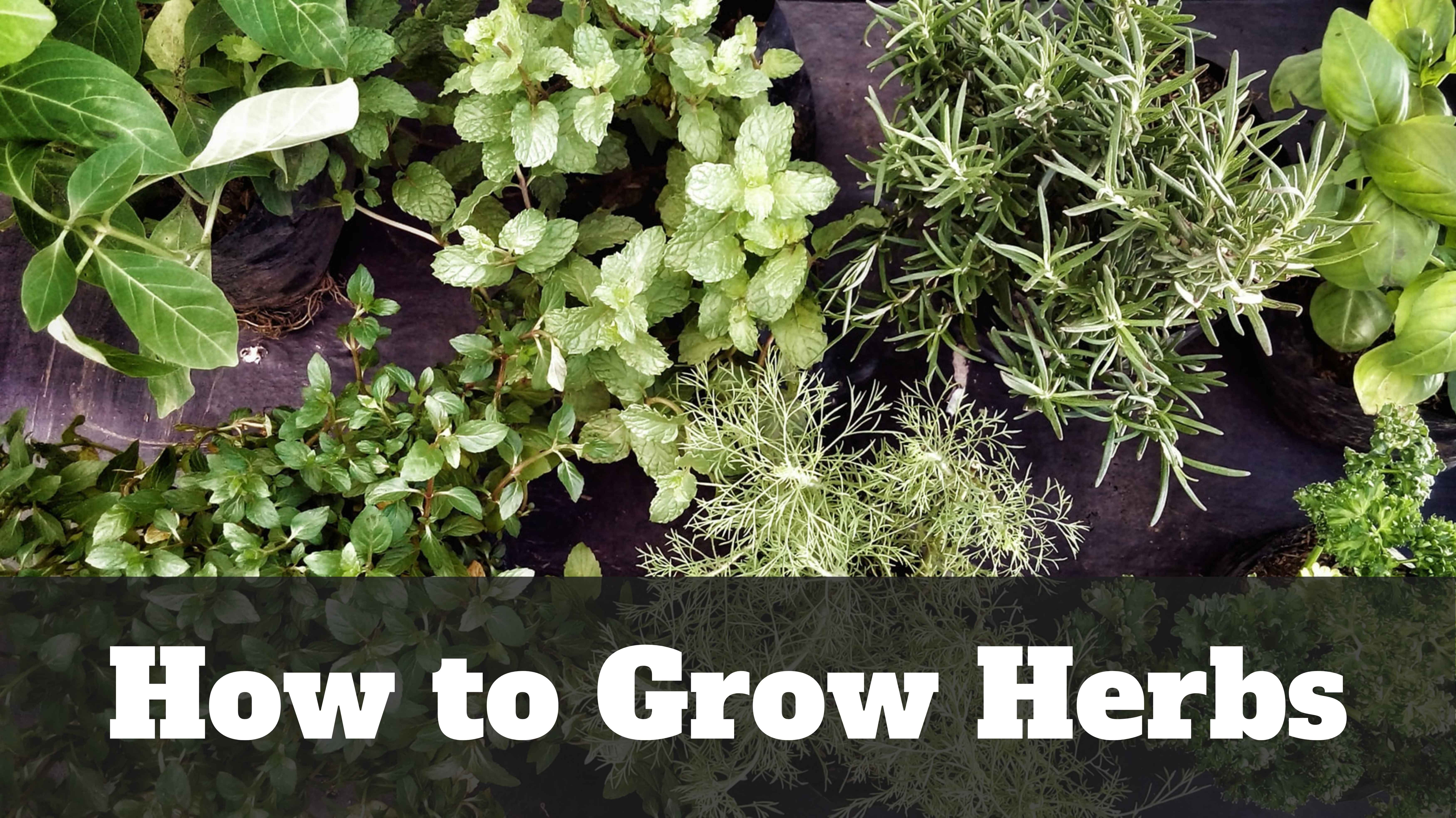 An image showing a variety of fresh green herbs, including mint, rosemary, and basil, planted in small clusters. The text overlay at the bottom reads ‘How to Grow Herbs’ in bold white letters on a dark background.