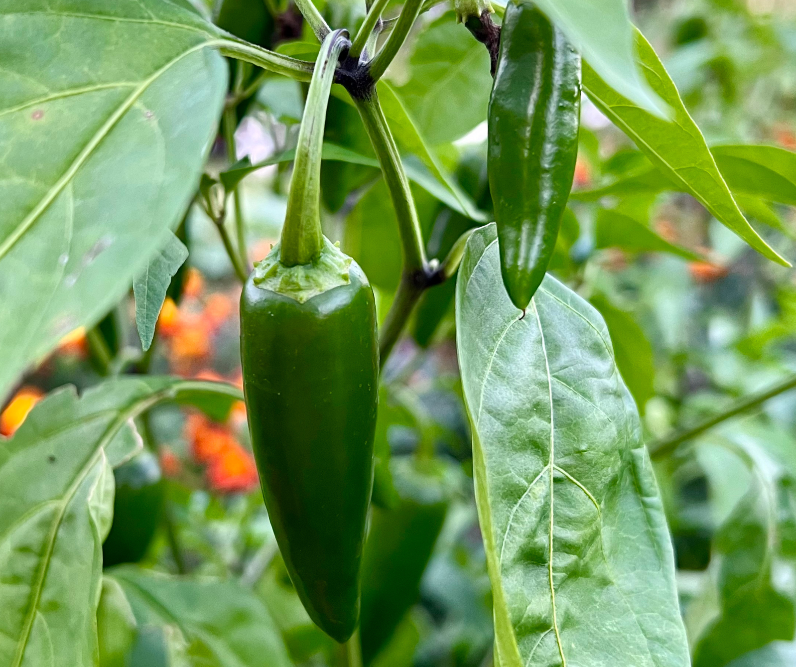 Close-up of a green chili pepper plant with two glossy, elongated peppers hanging among vibrant green leaves. The background shows blurred foliage and hints of orange flowers, suggesting a garden setting.
