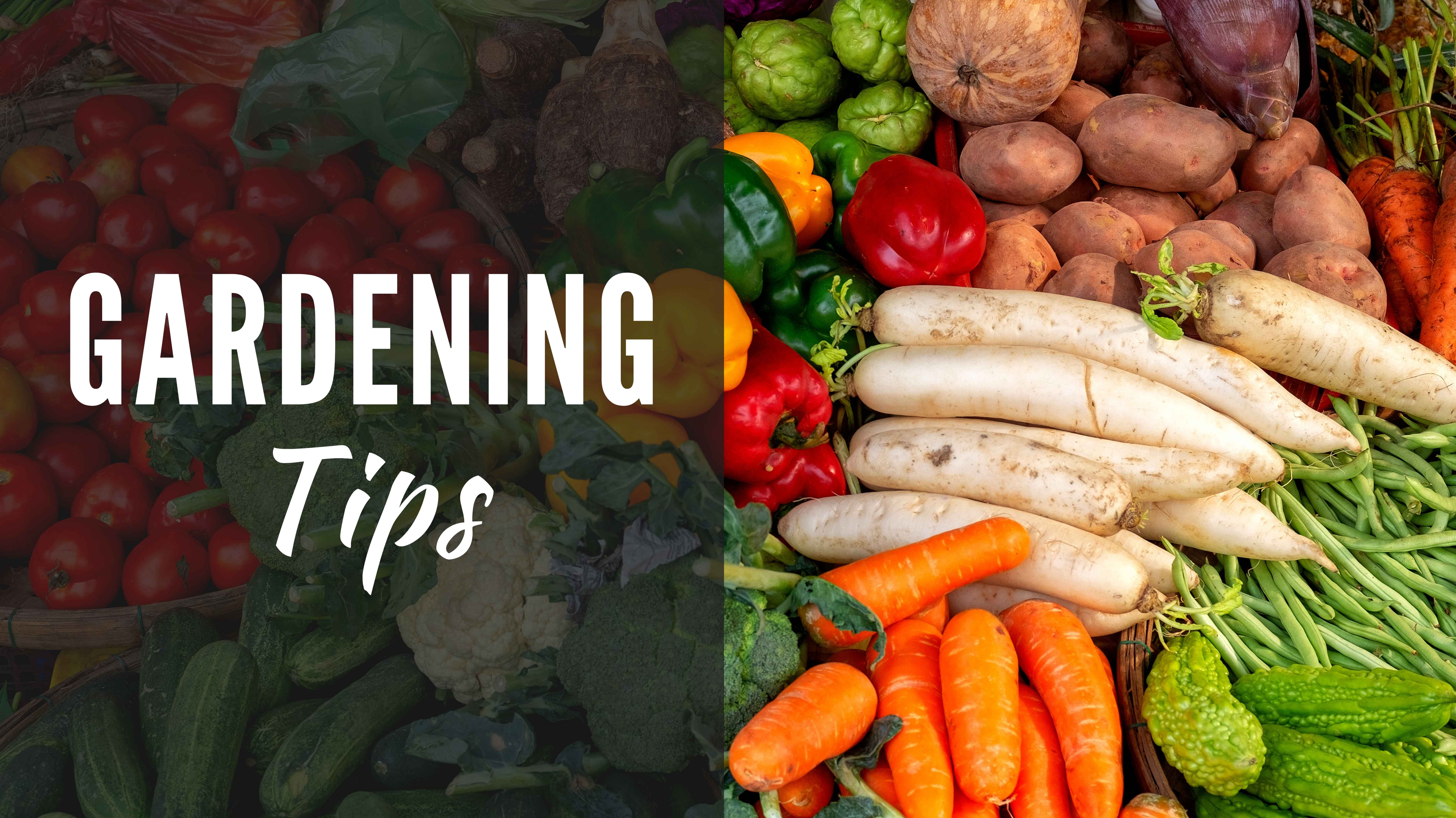 Image showing a variety of fresh vegetables including tomatoes, carrots, radishes, potatoes, green beans, bell peppers, and broccoli. The text ‘Gardening Tips’ is prominently displayed on the left side of the image.