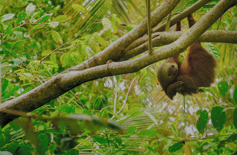 Sloth in tree in Coast Rica