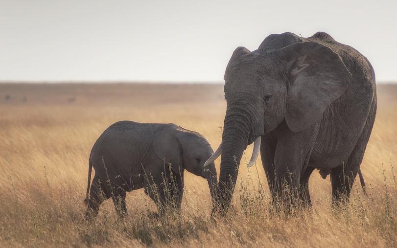 Mamma and baby elephant