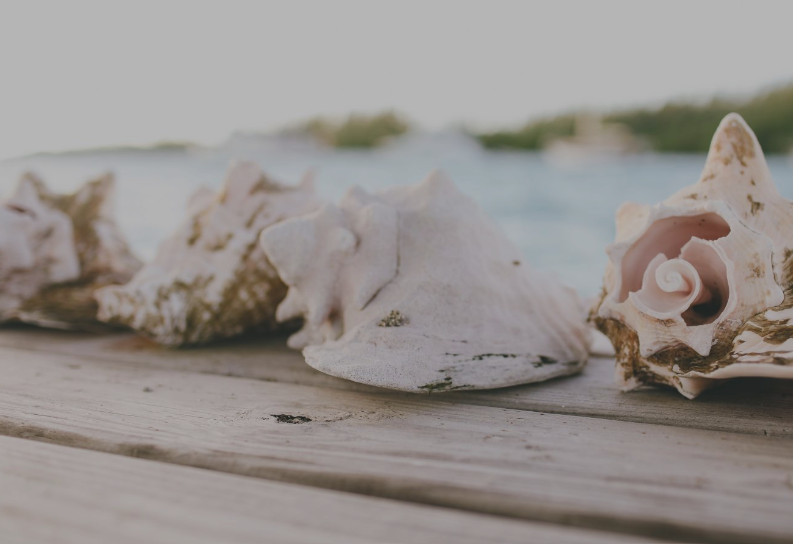 Caribbean Seashells