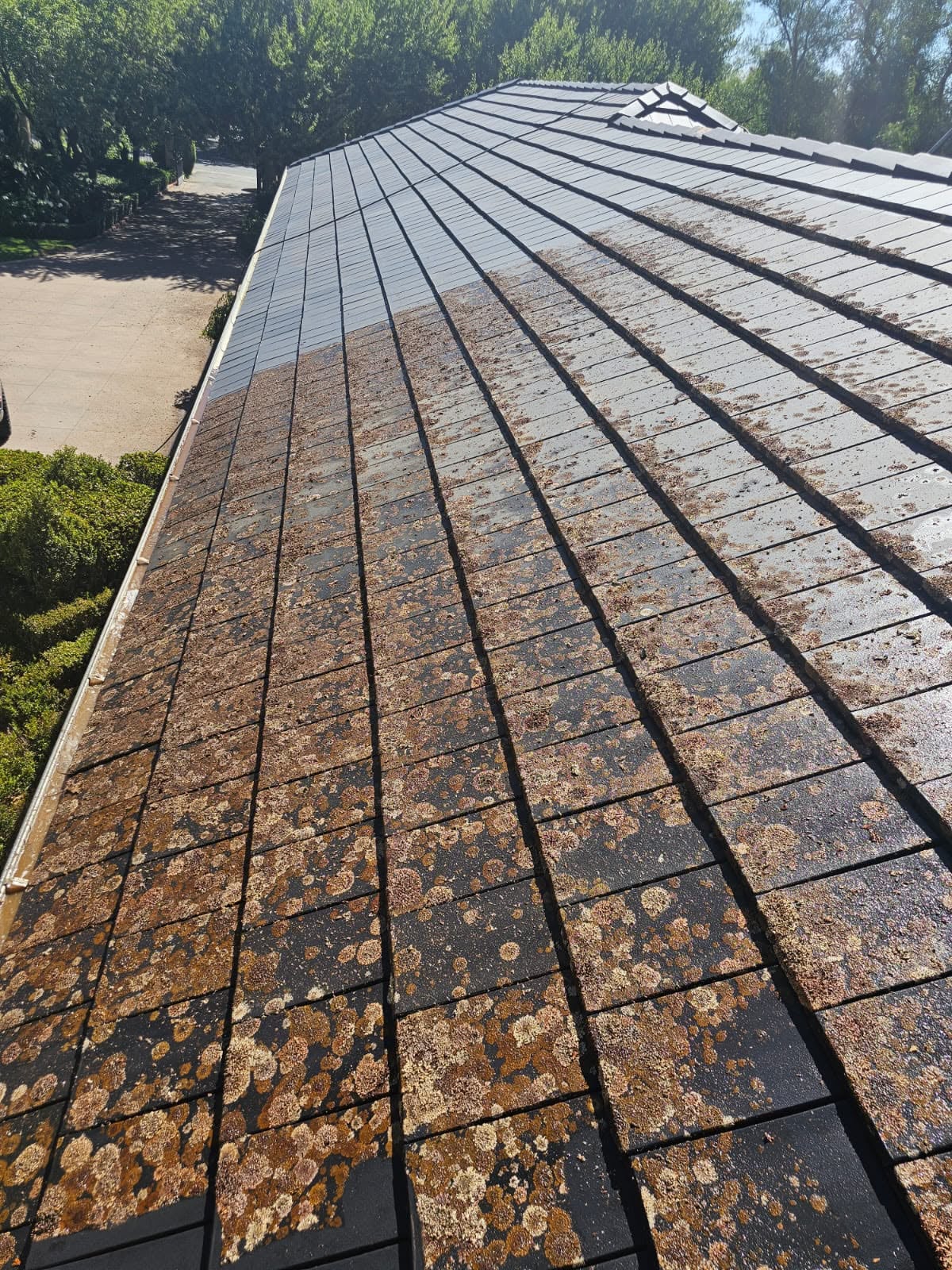 Tiled roof covered in moss and lichen before restoration