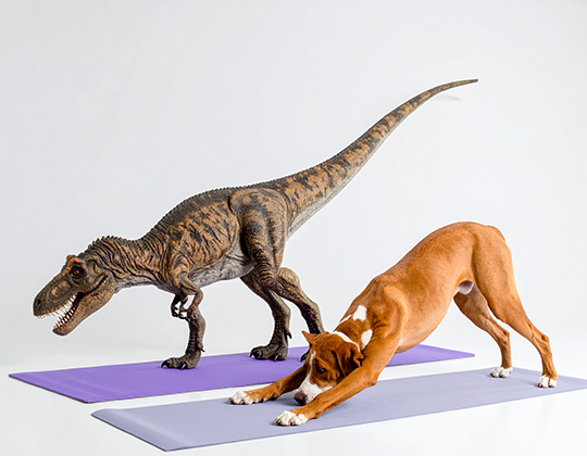 image of a dog and t-rex doing downward facing dog yoga on mats