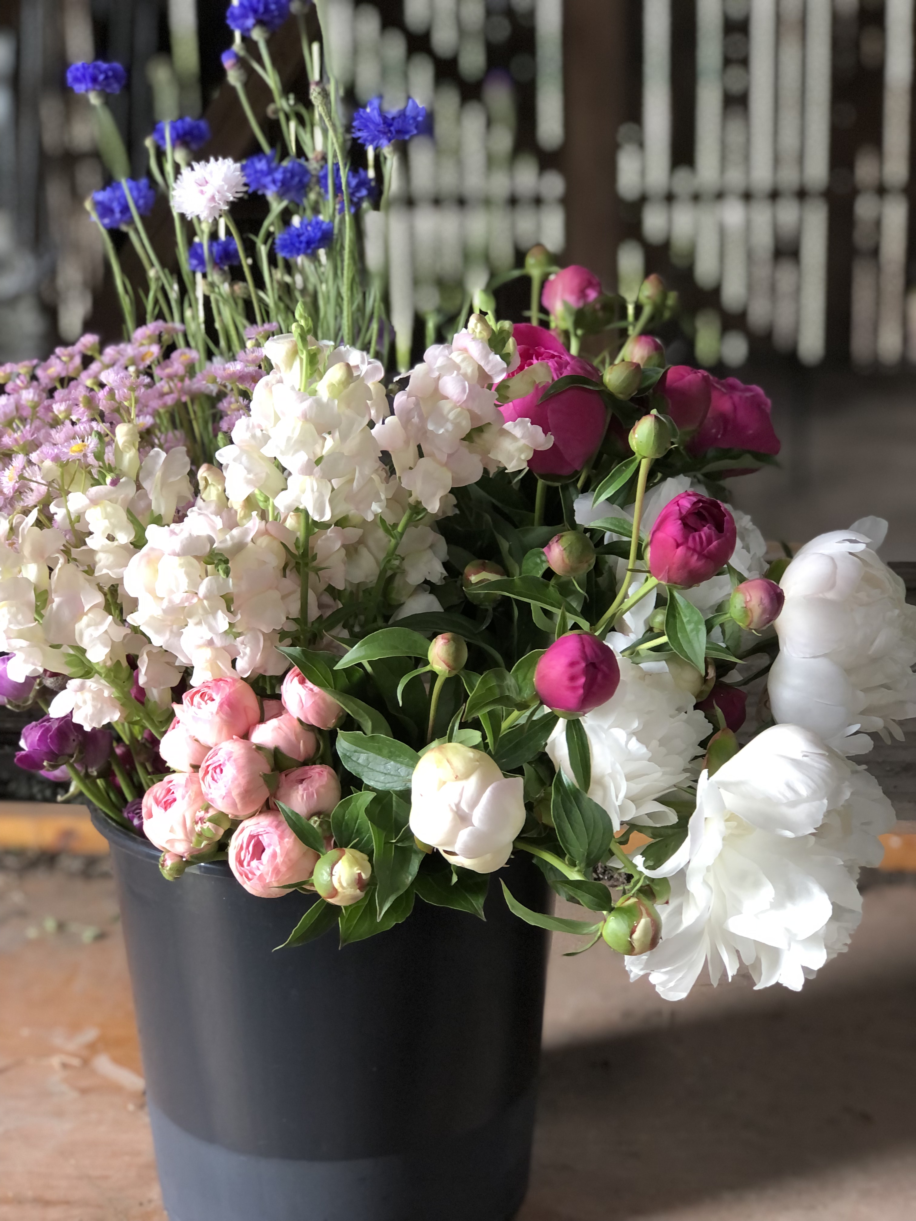 A bucketful of pink ranunculus, white peonies and blue bachelors button.