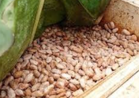 fermentation