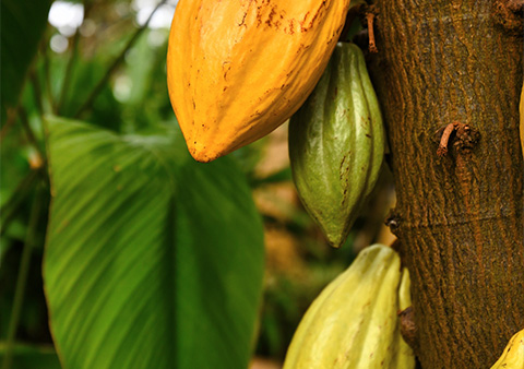 cocoa pod cabosse de cacao