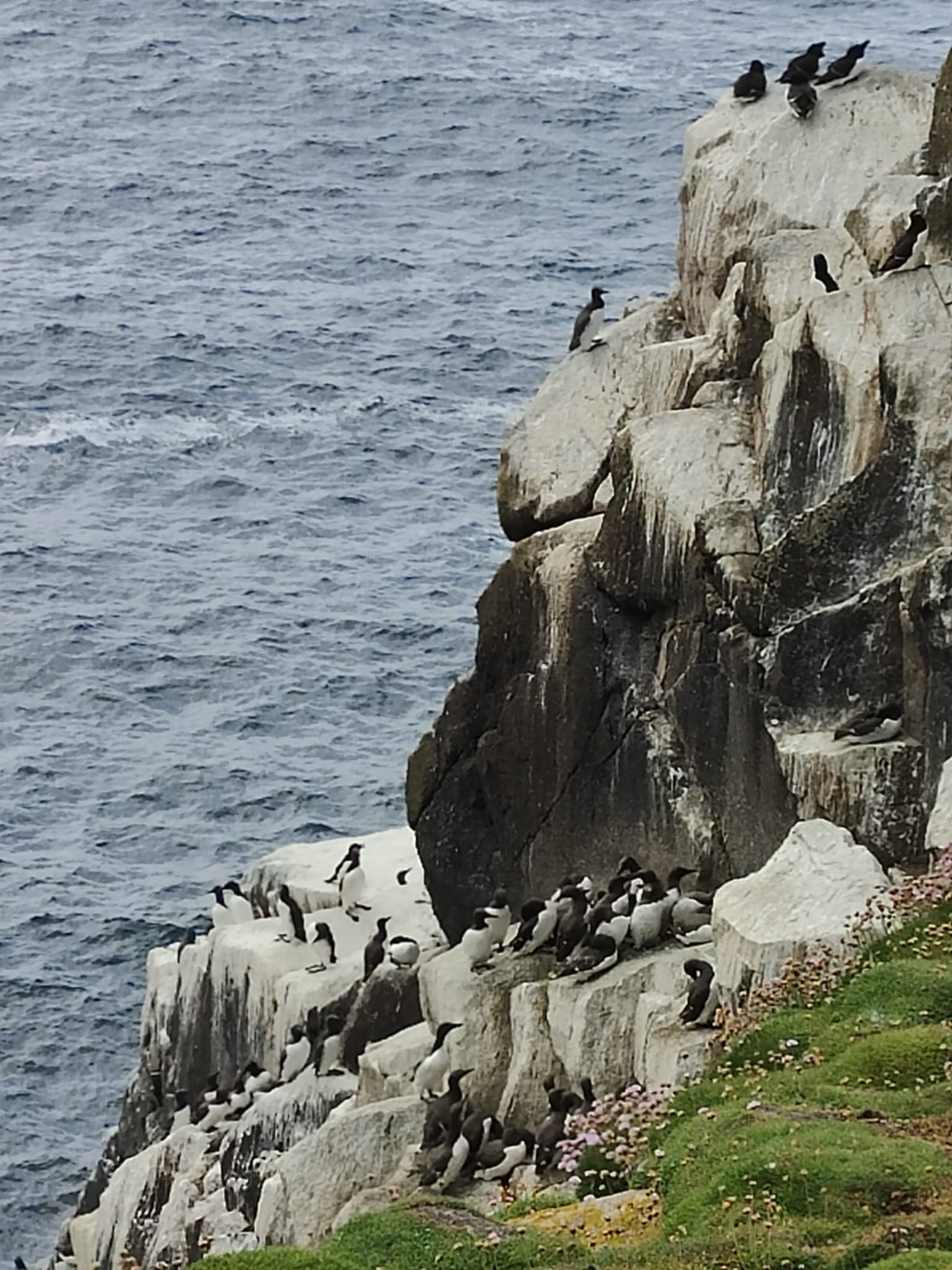 Bray to Greystones Cliff Walk Update
