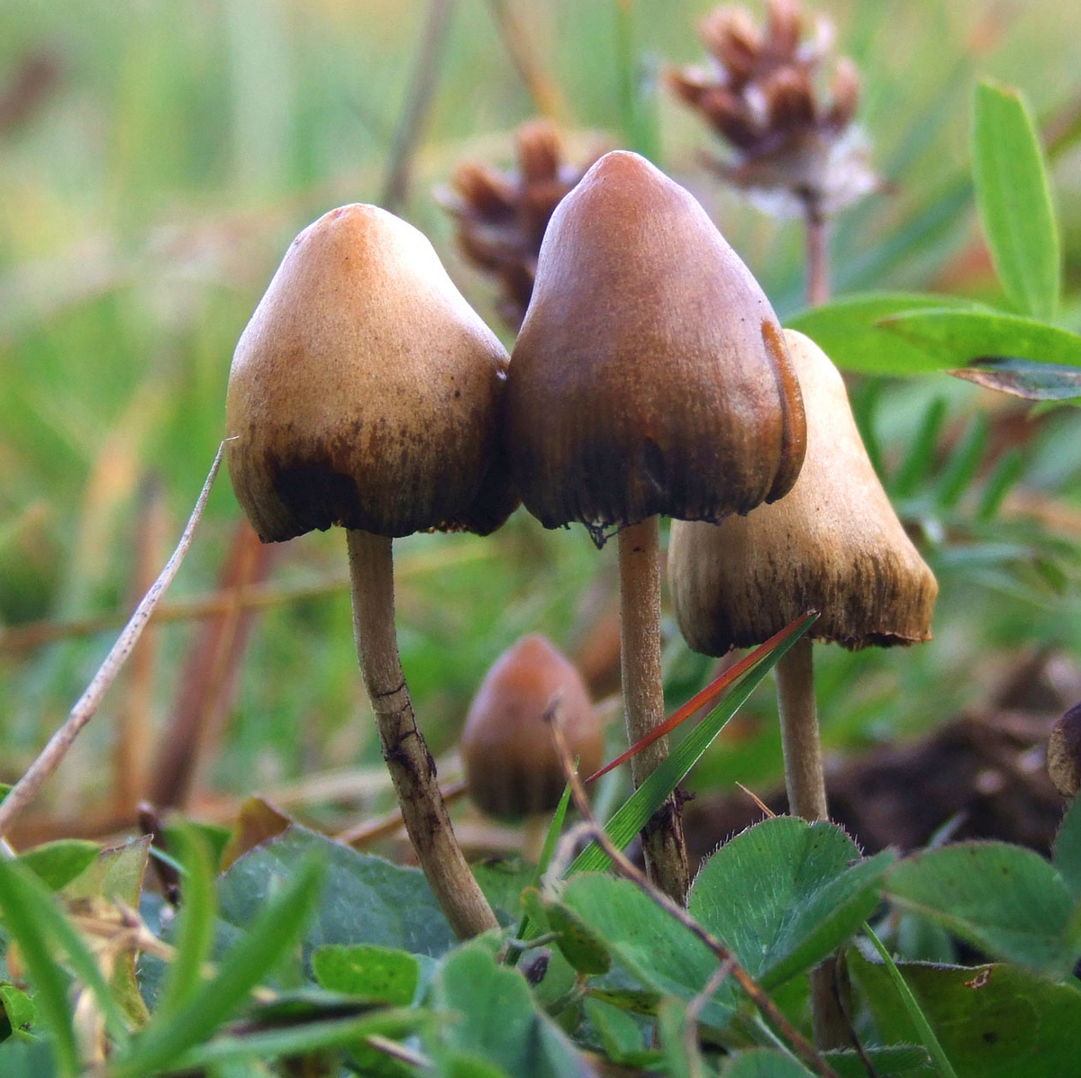 Unlocking Longevity: How Psychedelics Could Extend Our Healthspan