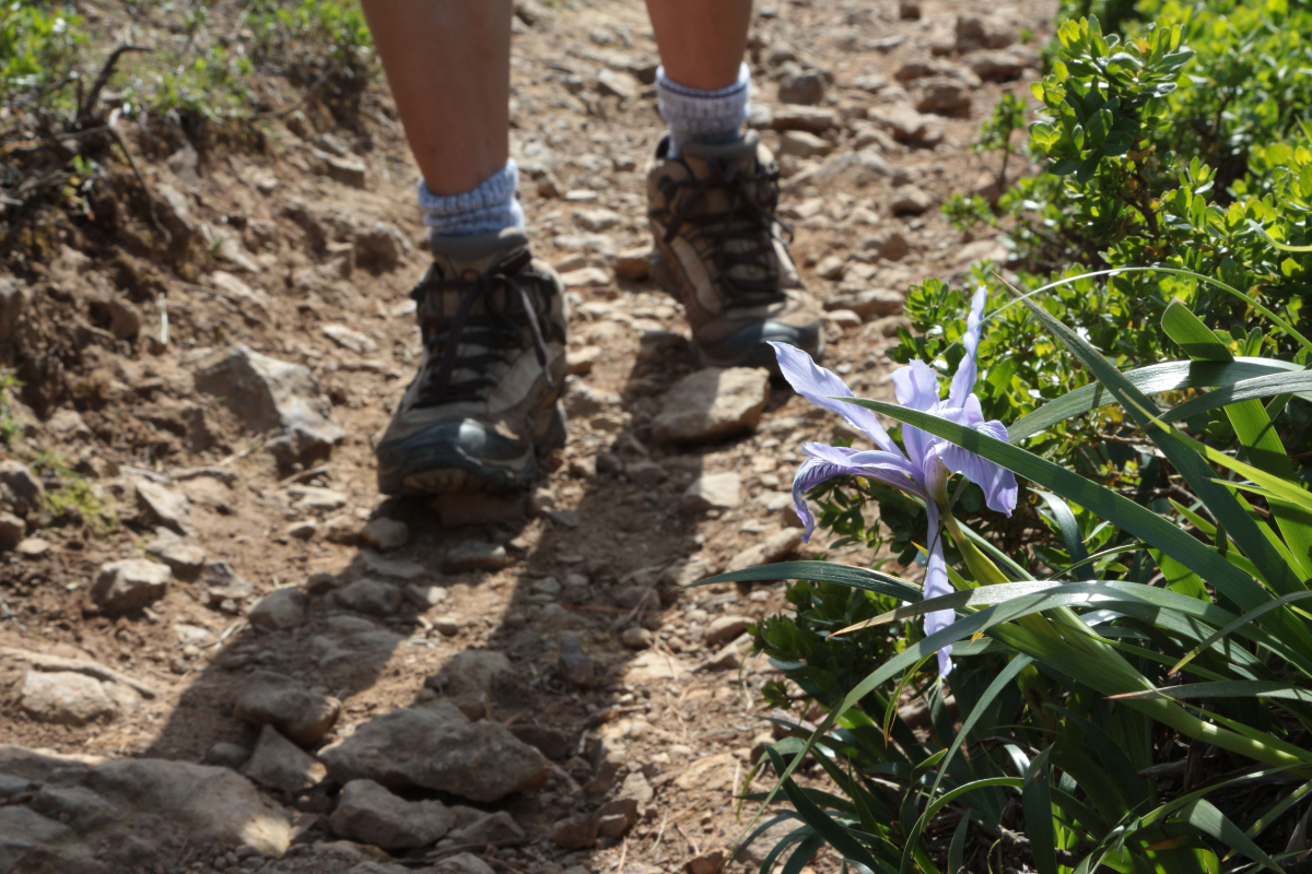 Crystal clear waterfall cascading over mossy rocks in a park in San Mateo County during winter.