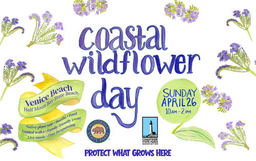 Crystal clear waterfall cascading over mossy rocks in a park in San Mateo County during winter.