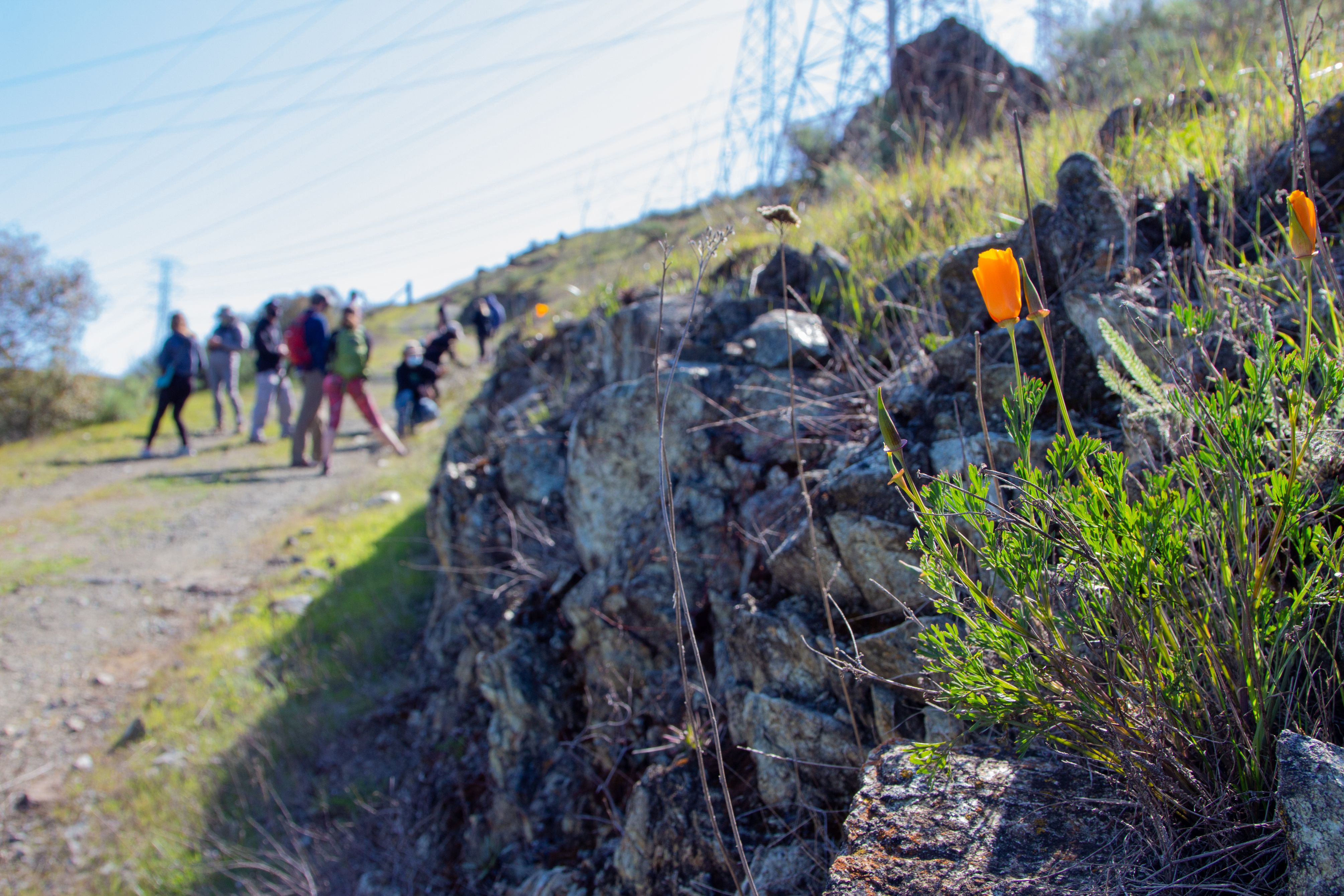Crystal clear waterfall cascading over mossy rocks in a park in San Mateo County during winter.