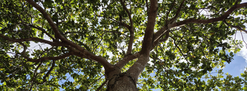 Proposed Tree Preservation Ordinance