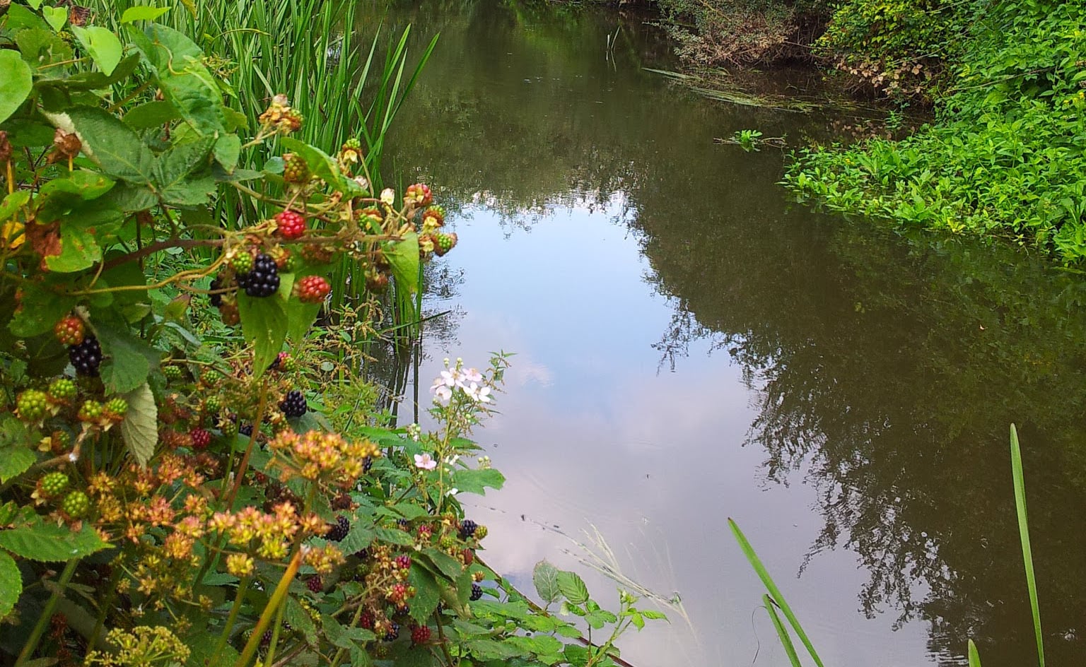 A stream in late summer, with not a ripple on the surface to disturb the reflection of the sky. On the banks clusters of early-crop blackberries.