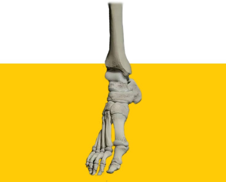 The Ankle Gearbox: metaphor or mechanical reality?