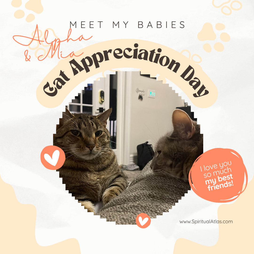 Cat Appreciation Post