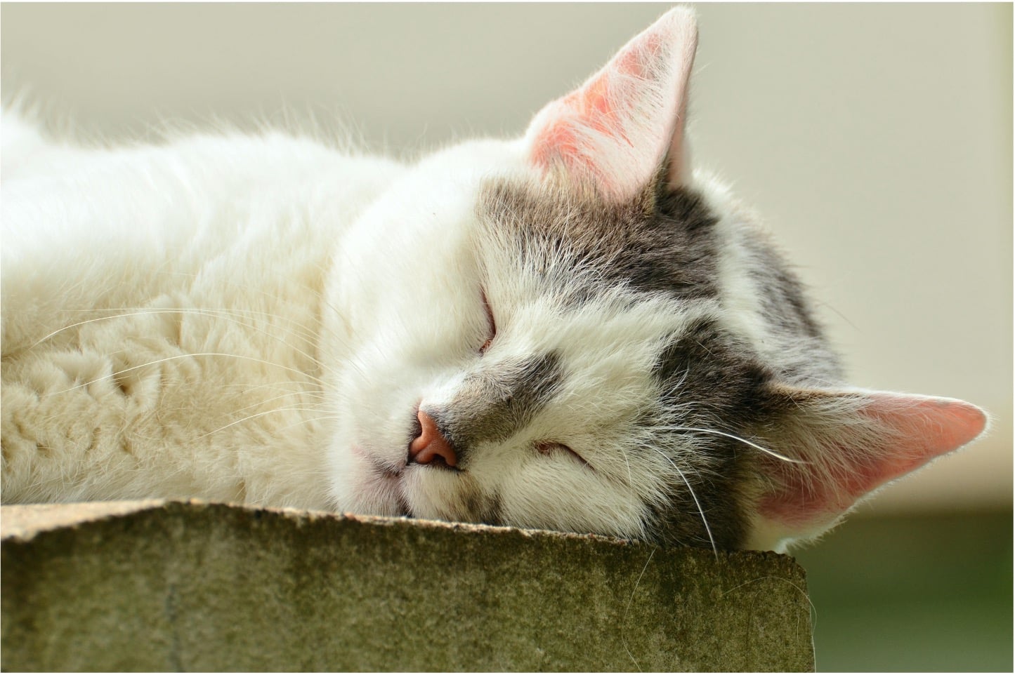 A white kitten with a grey nose and forehead, sleeping on a wooden plank, and decidedly not writing a 5-page narrative CV.