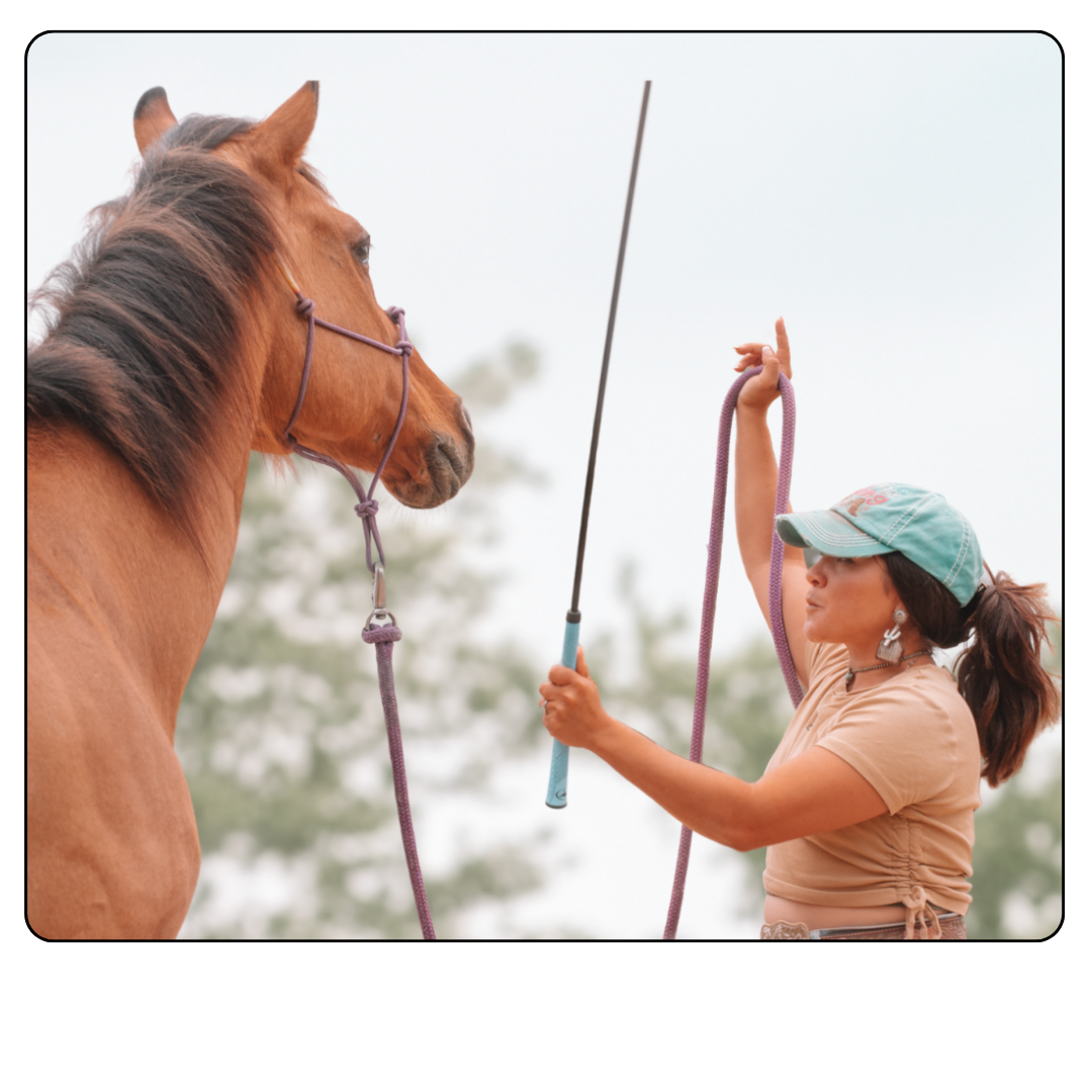 thc equine horse language