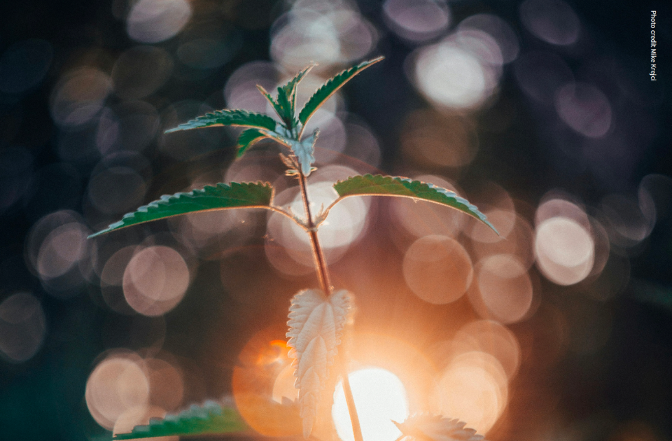 Hope Flourishes in Life's Cracks