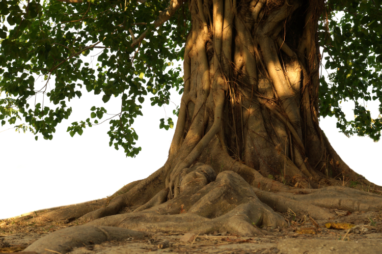 A large tree with thick, twisting roots