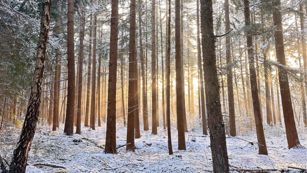 Wat er gebeurt als je stopt met nadenken (en begint met kijken)