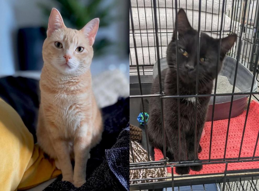 Duhops cat on the left and cropped on the left a blurry kitten in a cage. Both sitting looking toward the camera in a similar way.