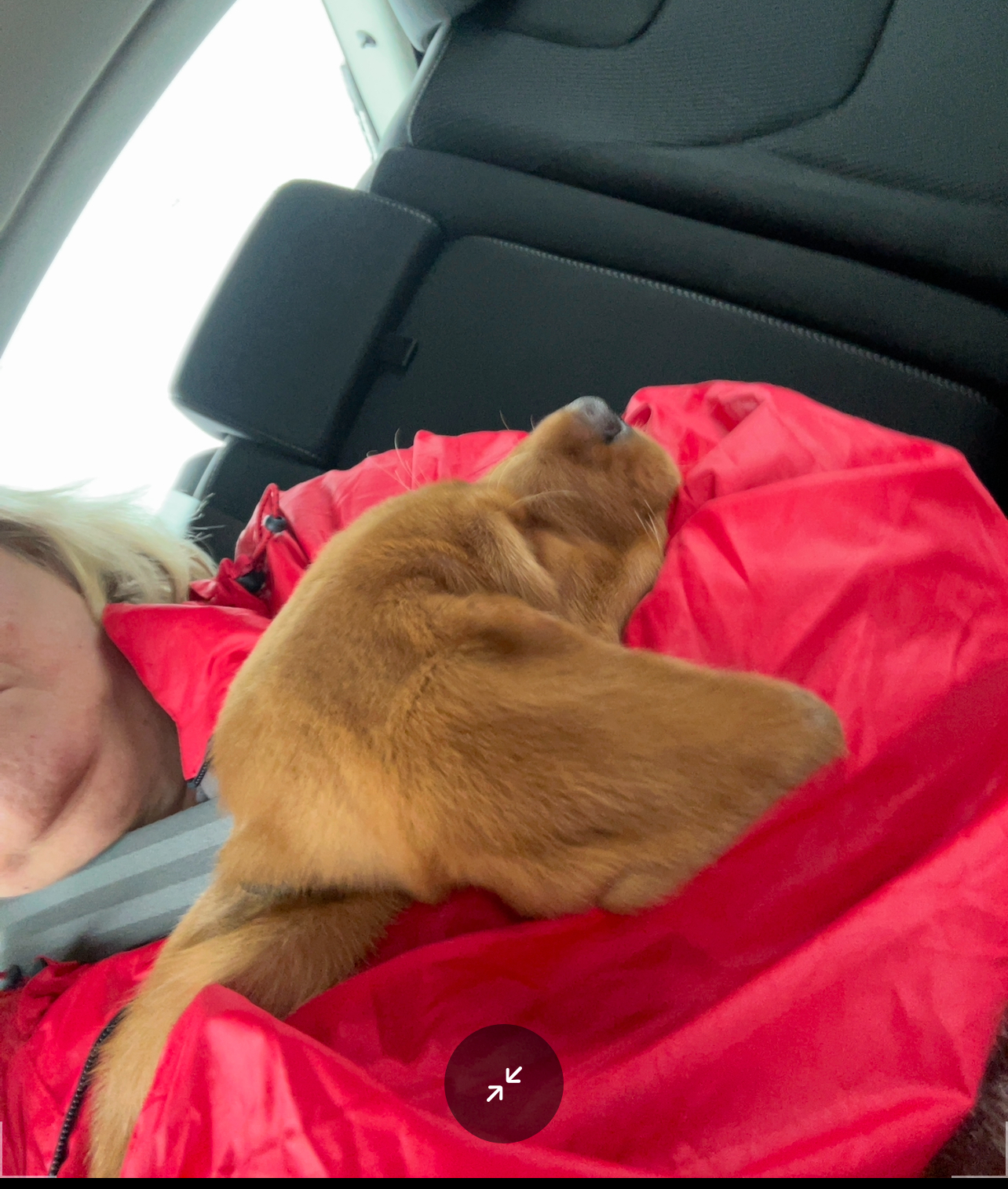 Puppy Henry asleep in Cath’s arms on the journey home