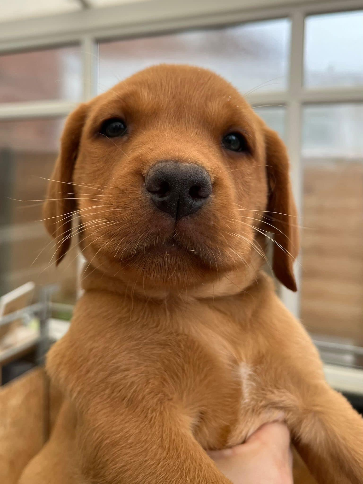 The puppy we weren’t planning for