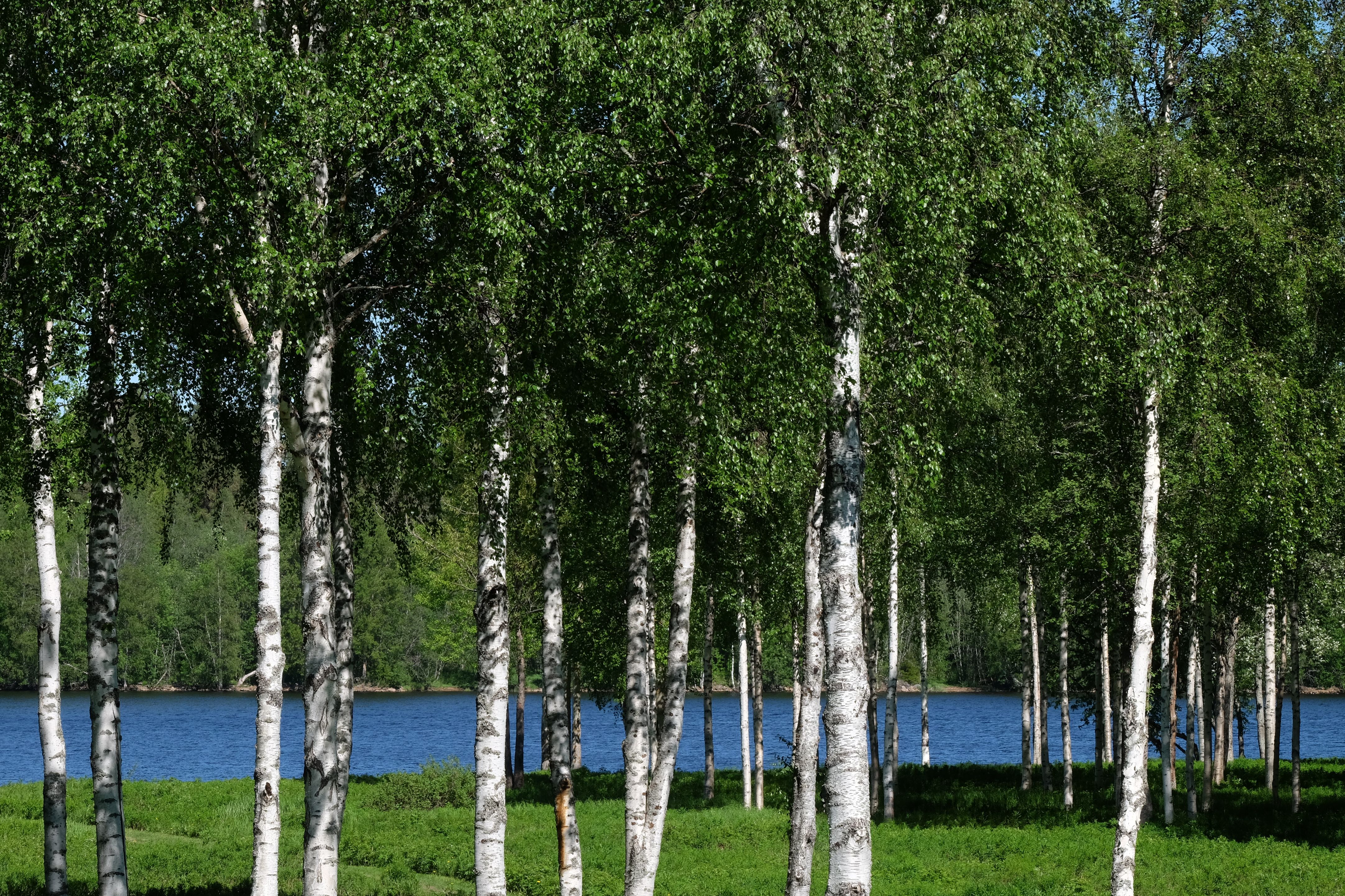 Vihreän siirtymän luku- ja kuunteluvinkkejä kesään