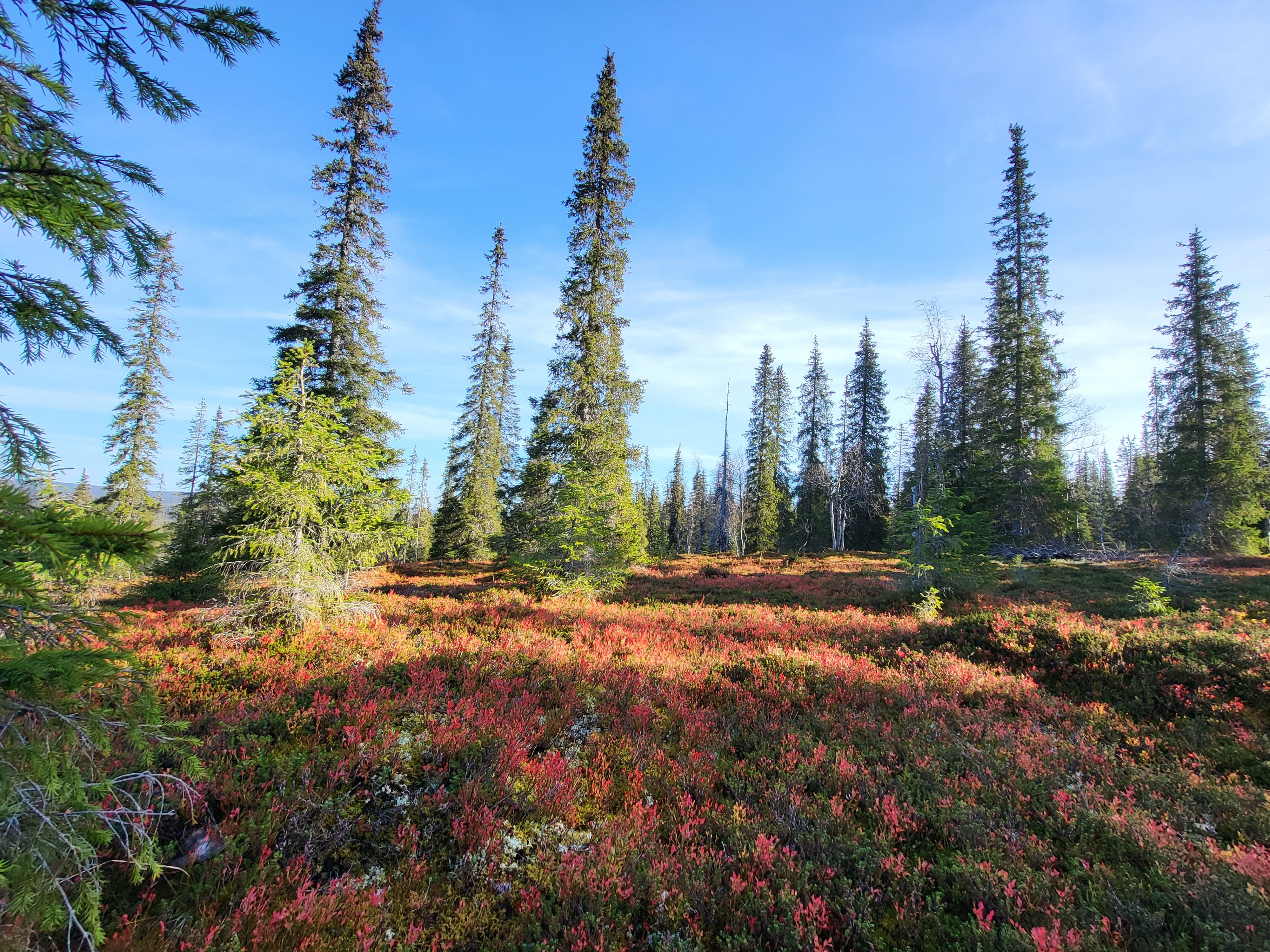 Arctic wood -seminaari: Kainuun puutuotteiden uudet arvoketjut