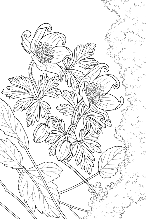 Spring Awakening Coloring Book Example