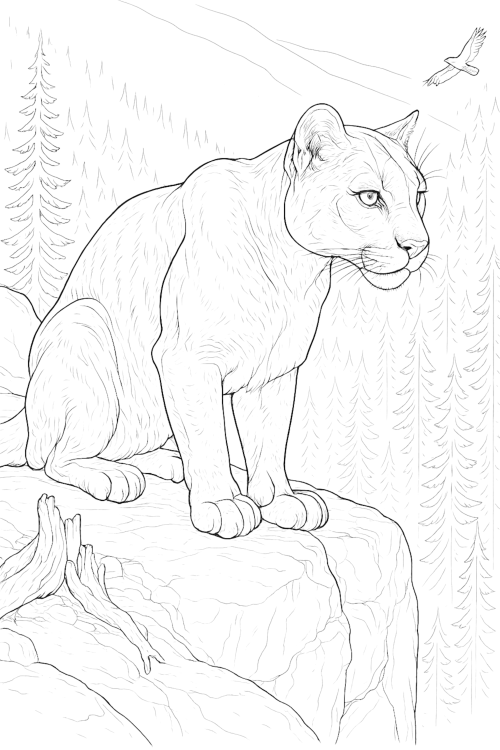 American Wildlife Coloring Book Example