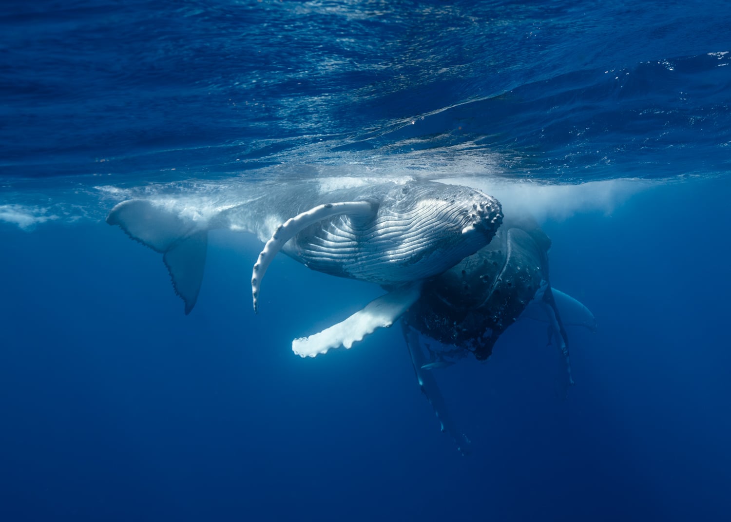 Humpback whale mother and calf Tonga — pet medium and animal communicator