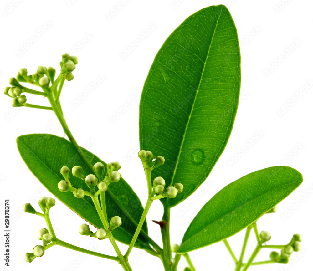 Ravintsara ≠ Ravensara : Ne confondez plus ces deux plantes malgaches !